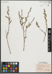 Foto von Salix purpurea L.